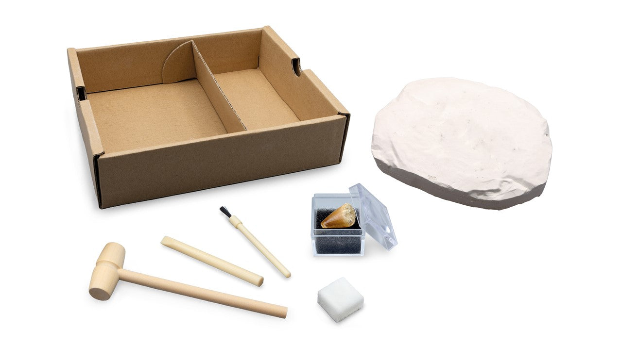 Kit excavación Triceratops Buki esqueleto dinosaurio